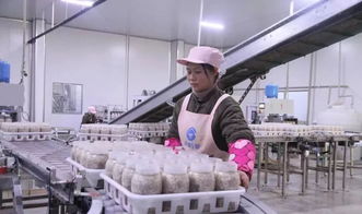 西南地區最大食用菌工廠化項目在萬盛投產，引領產業升級與融合發展